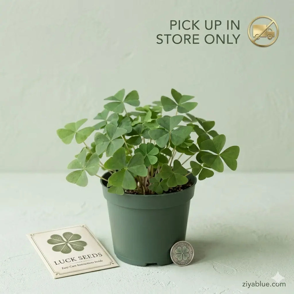 4 Inch Green Oxalis: The Lucky Shamrock Plant  Ziya Blue