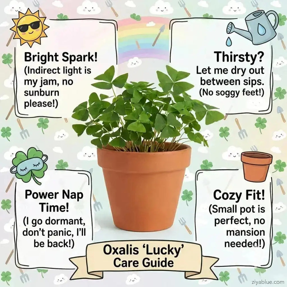 4 Inch Green Oxalis: The Lucky Shamrock Plant  Ziya Blue