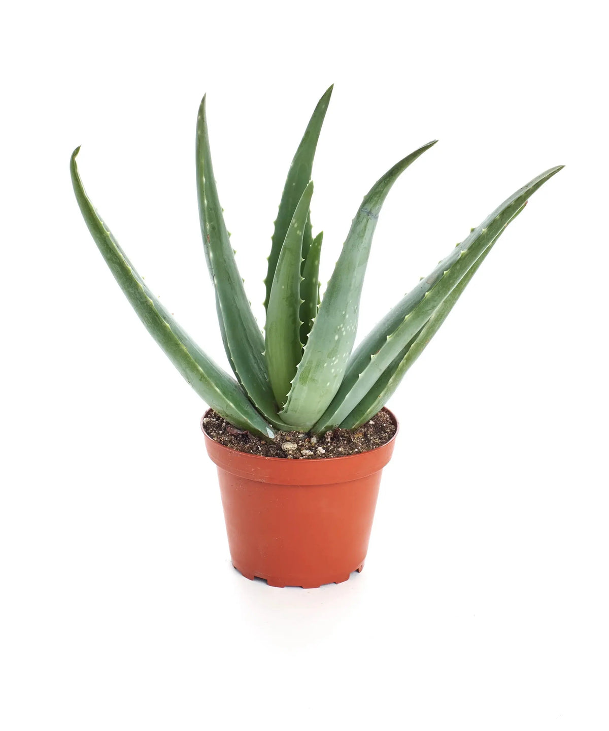 4" Aloe Vera (Medicinal)
