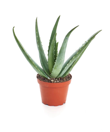 4" Aloe Vera (Medicinal)