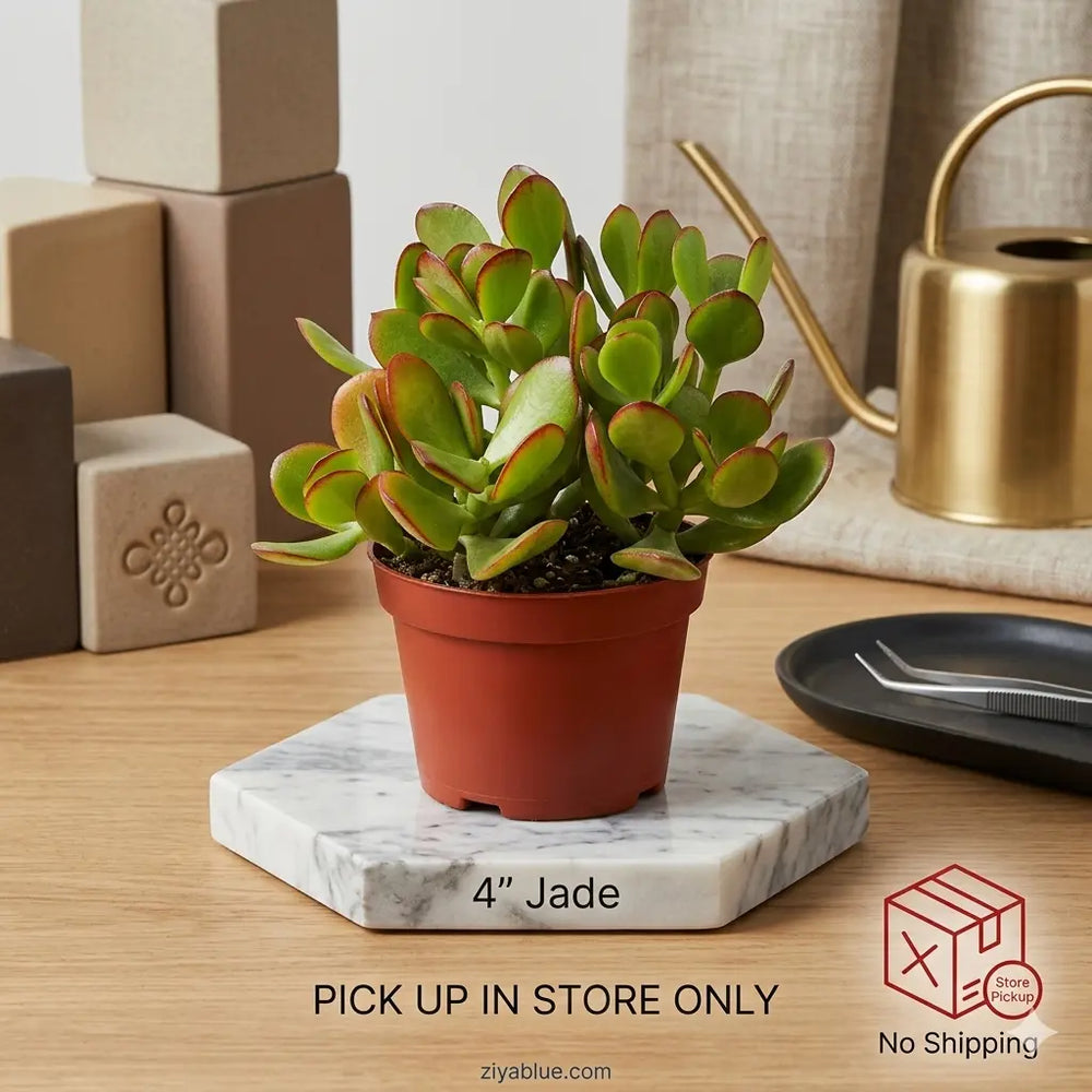 4" Jade  Ziya Blue