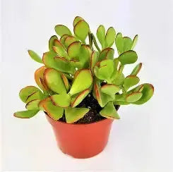 4" Jade  Ziya Blue