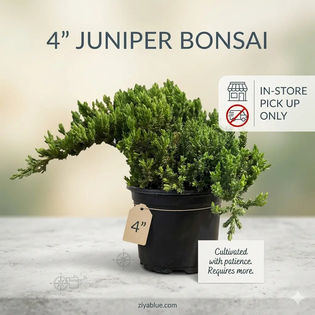 4" Juniper Bonsai  Ziya Blue