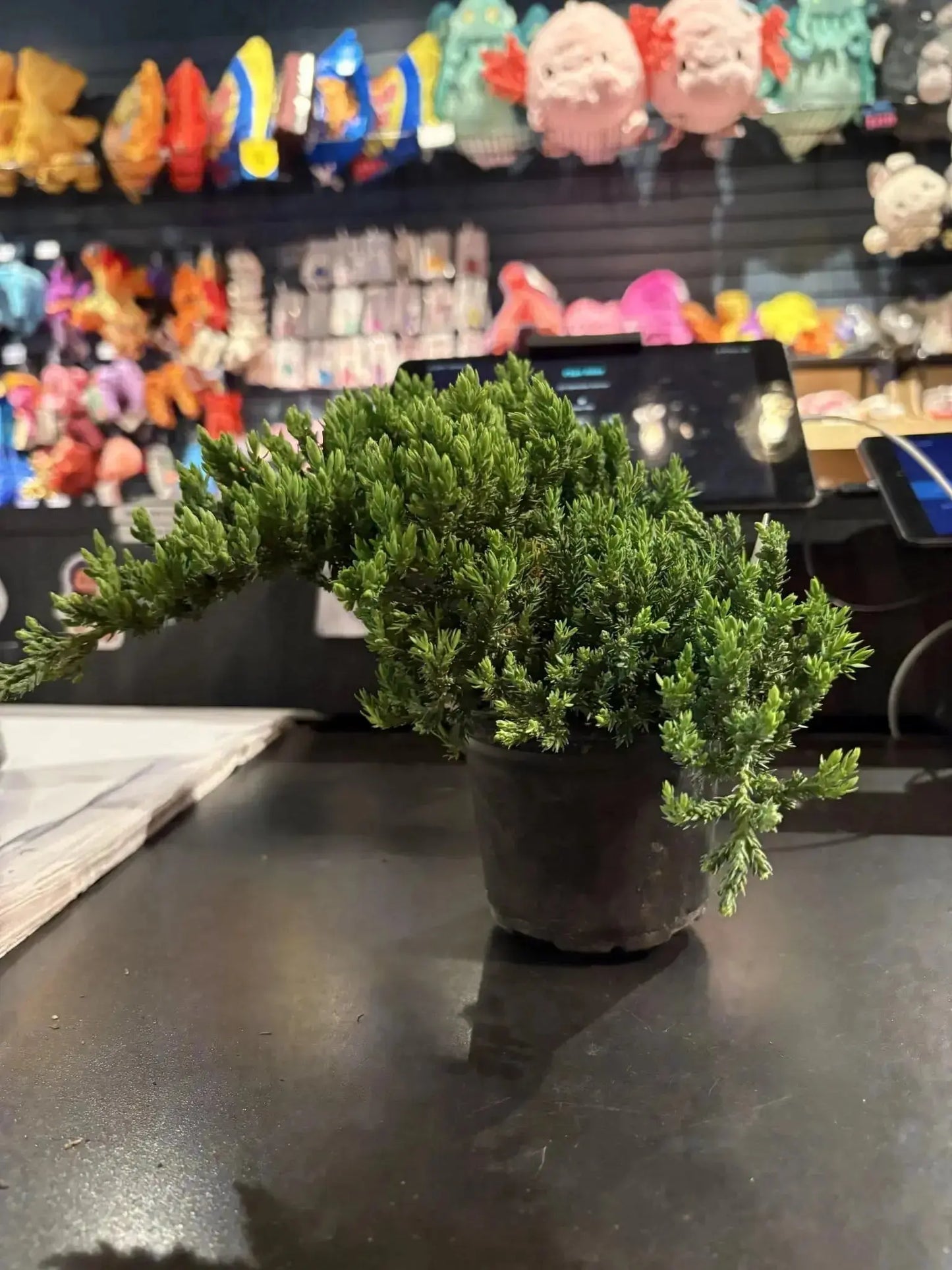 4" Juniper Bonsai  Ziya Blue