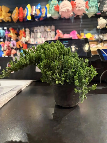 4" Juniper Bonsai  Ziya Blue