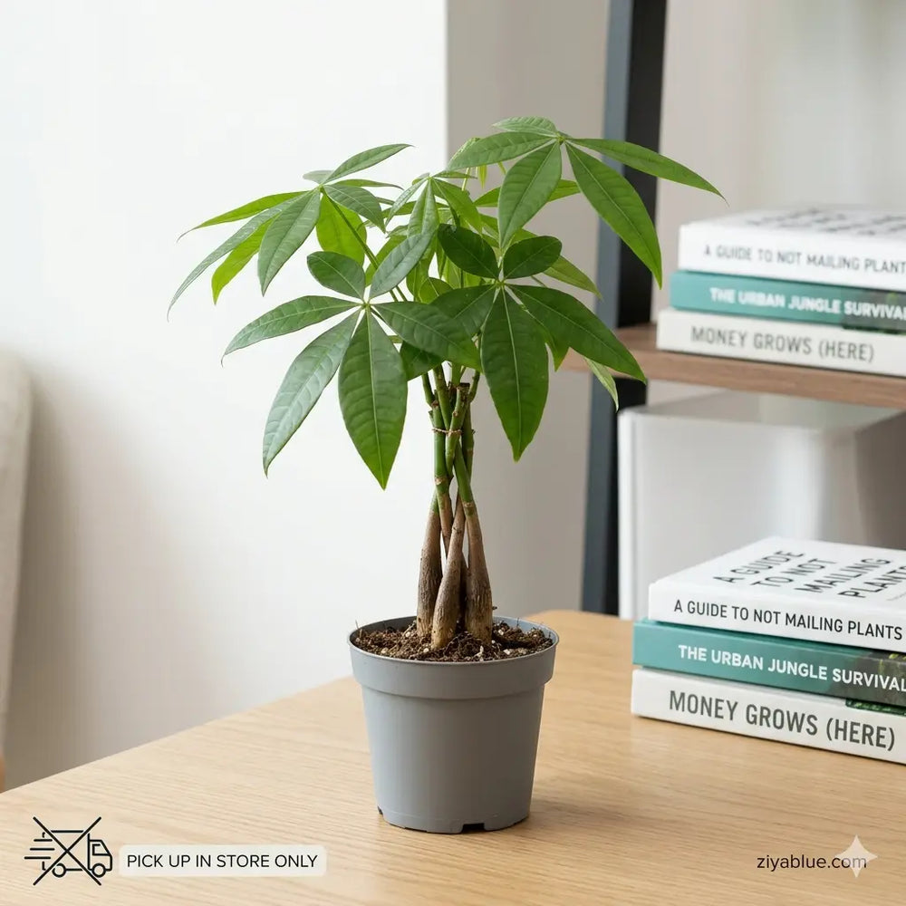 4" Pachira Money Tree  Ziya Blue