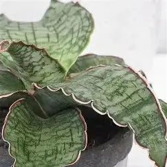 4" Sansevieria Dragon Wing | Indestructible Houseplant  Ziya Blue