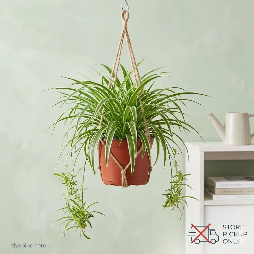 6 Inch Hanging Basket Spider Plant: The Retro Air Purifier  Ziya Blue
