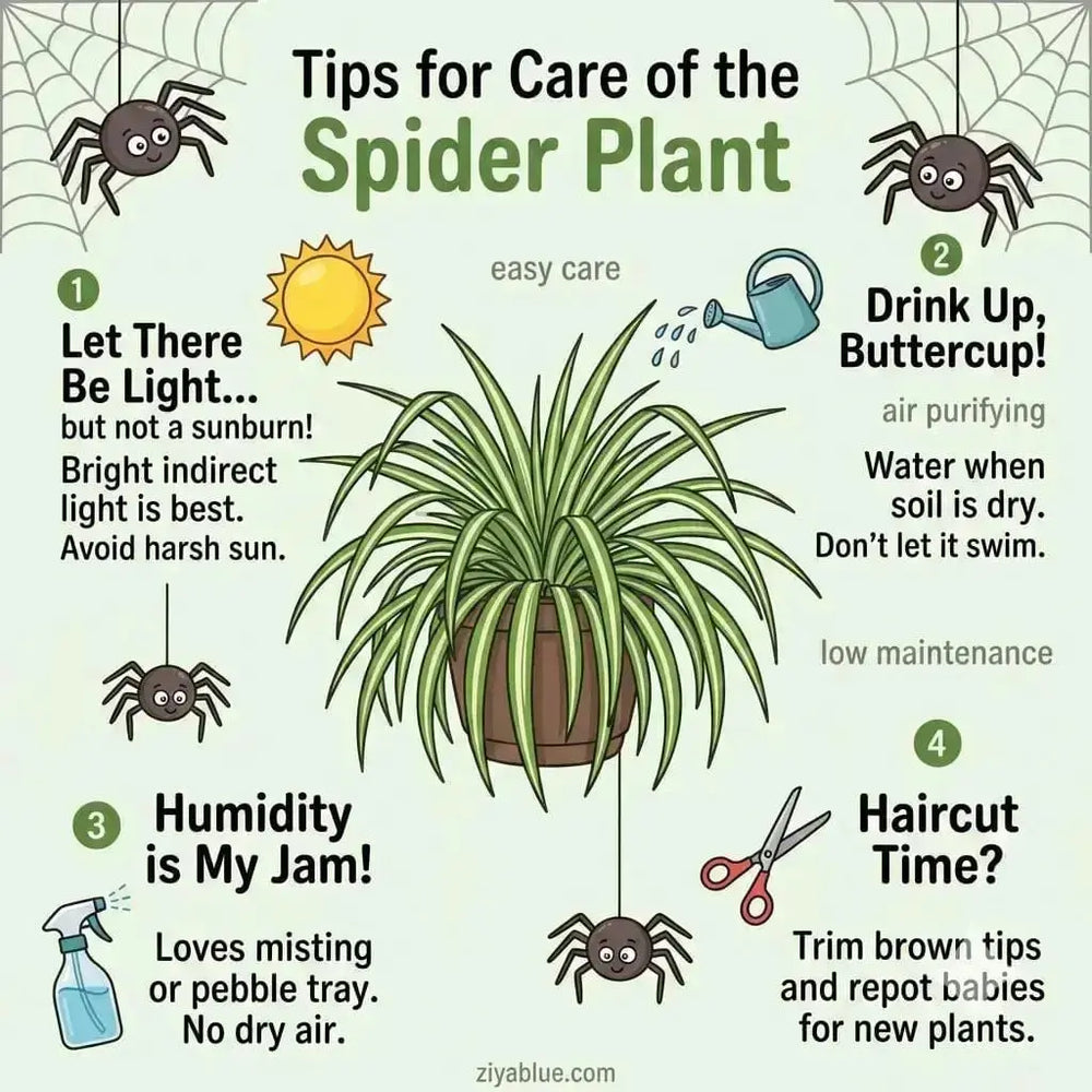 6 Inch Hanging Basket Spider Plant: The Retro Air Purifier  Ziya Blue