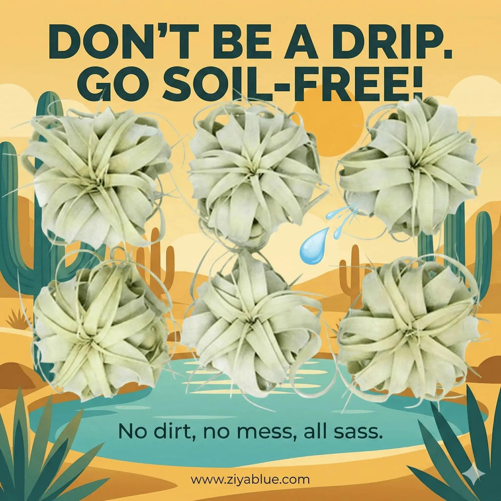 6-Inch Xerographica Air Plant Colasanti Farms Limited Ziya Blue