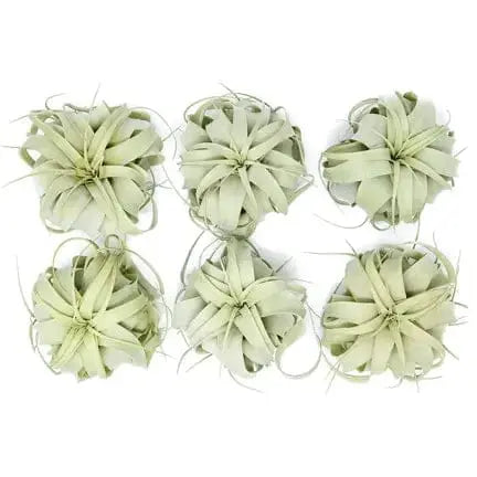 6-Inch Xerographica Air Plant Colasanti Farms Limited Ziya Blue