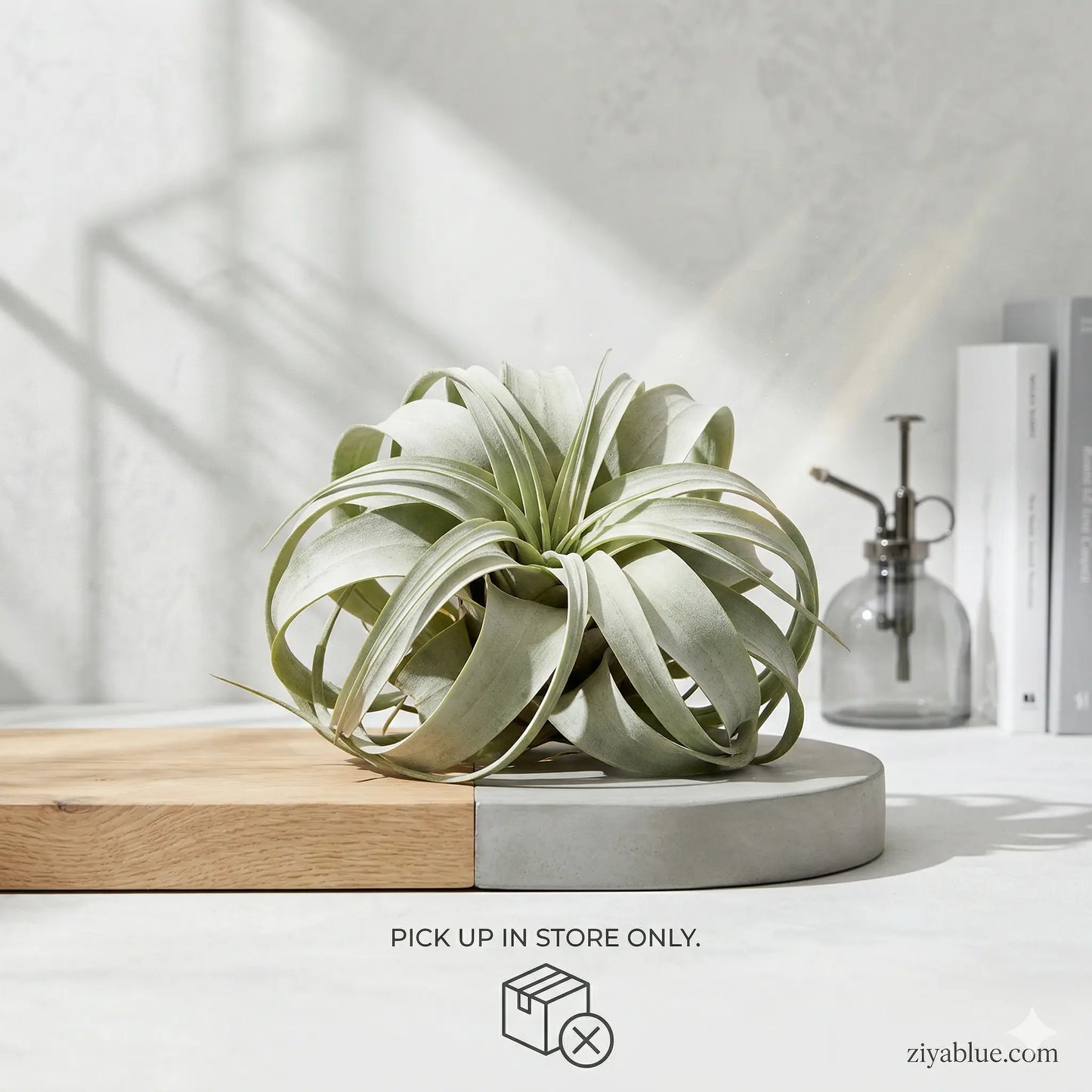 queen air plant 6-Inch Xerographica Air Plant: Silver Queen