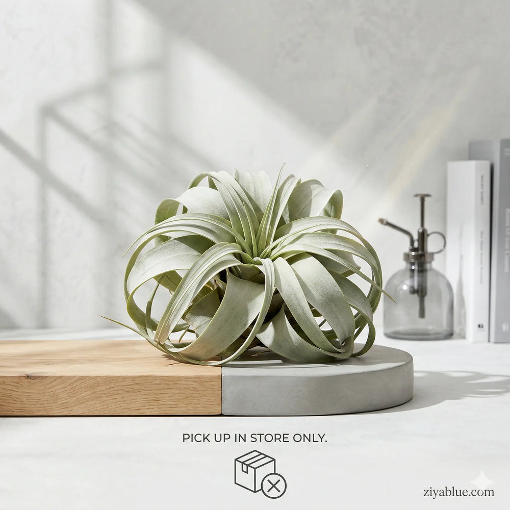 6-Inch Xerographica Air Plant: The Silver Queen  Ziya Blue