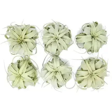 6-Inch Xerographica Air Plant: The Silver Queen  Ziya Blue