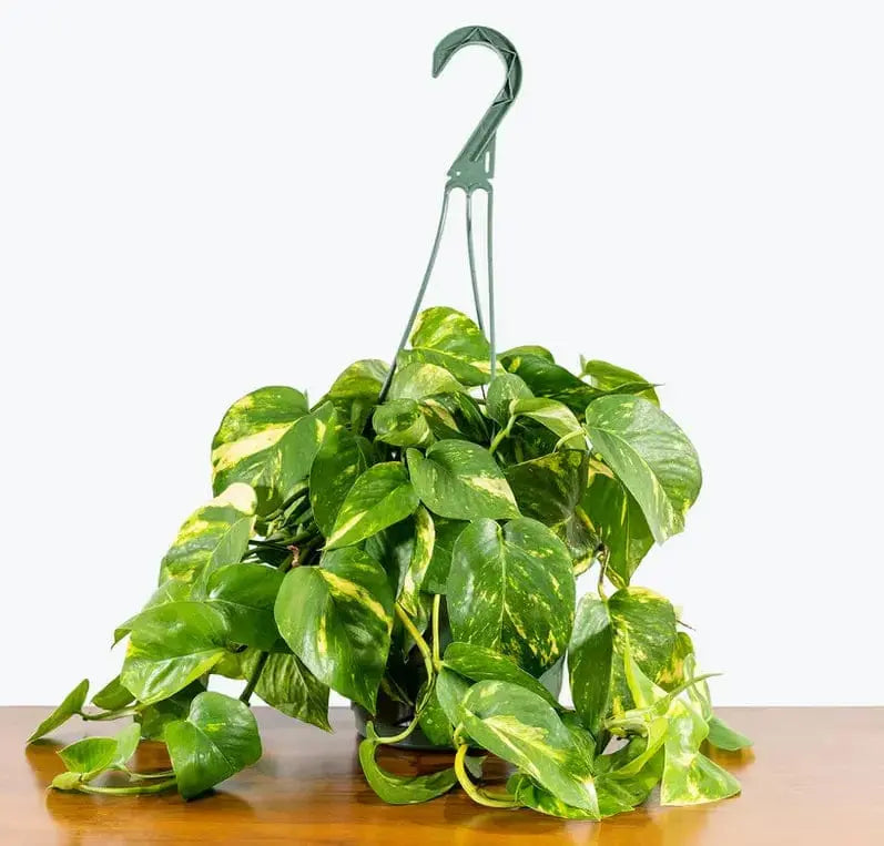 6.5" Golden Pothos Hanging Basket | Cascading Devil's Ivy Colasanti Farms Limited Ziya Blue