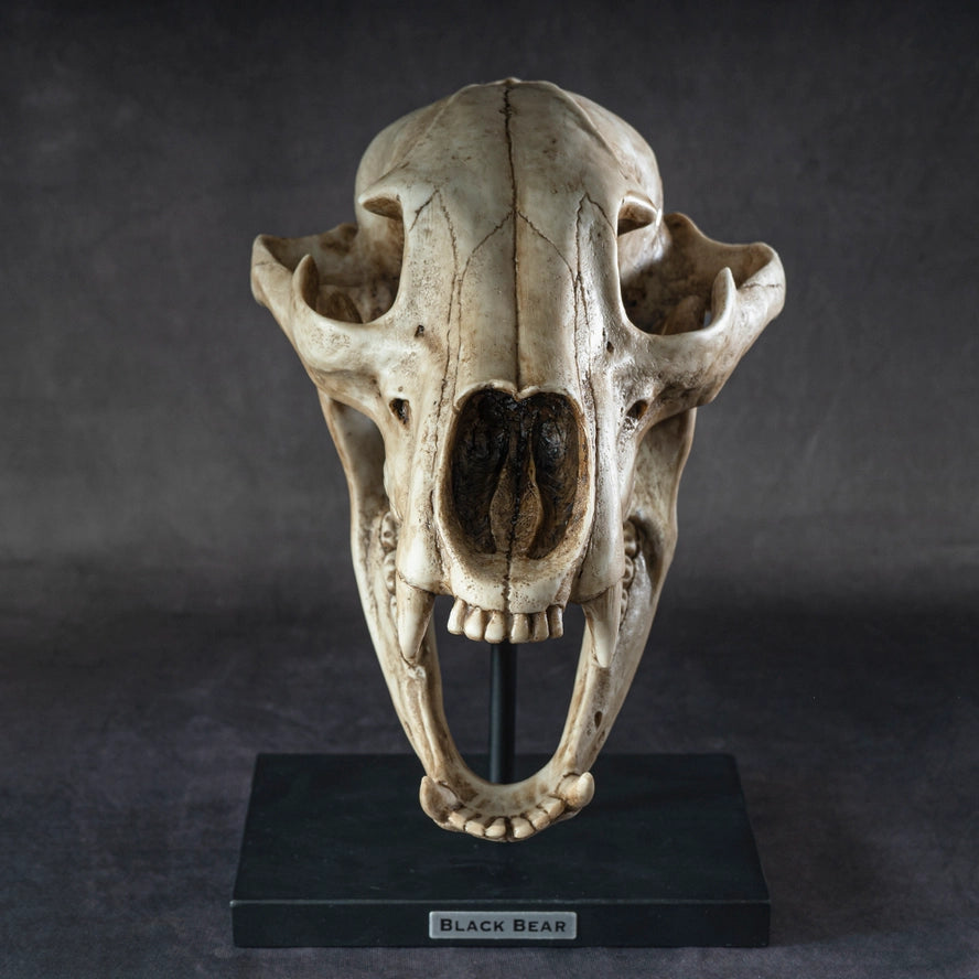 Black Bear Skull Figurine on Base | Faux Taxidermy Decor