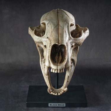 Black Bear Skull Figurine on Base | Faux Taxidermy Decor