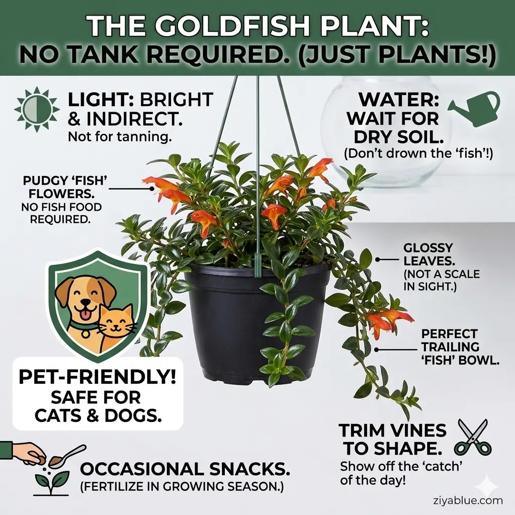 6" Goldfish Plant Hanging Basket | Blooming Trailing Houseplant  Ziya Blue
