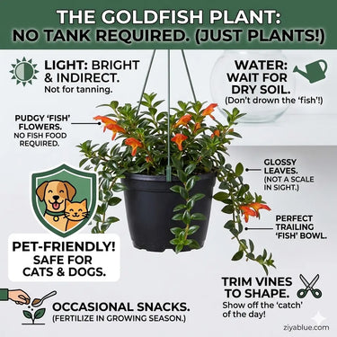 6" Goldfish Plant Hanging Basket | Blooming Trailing Houseplant  Ziya Blue