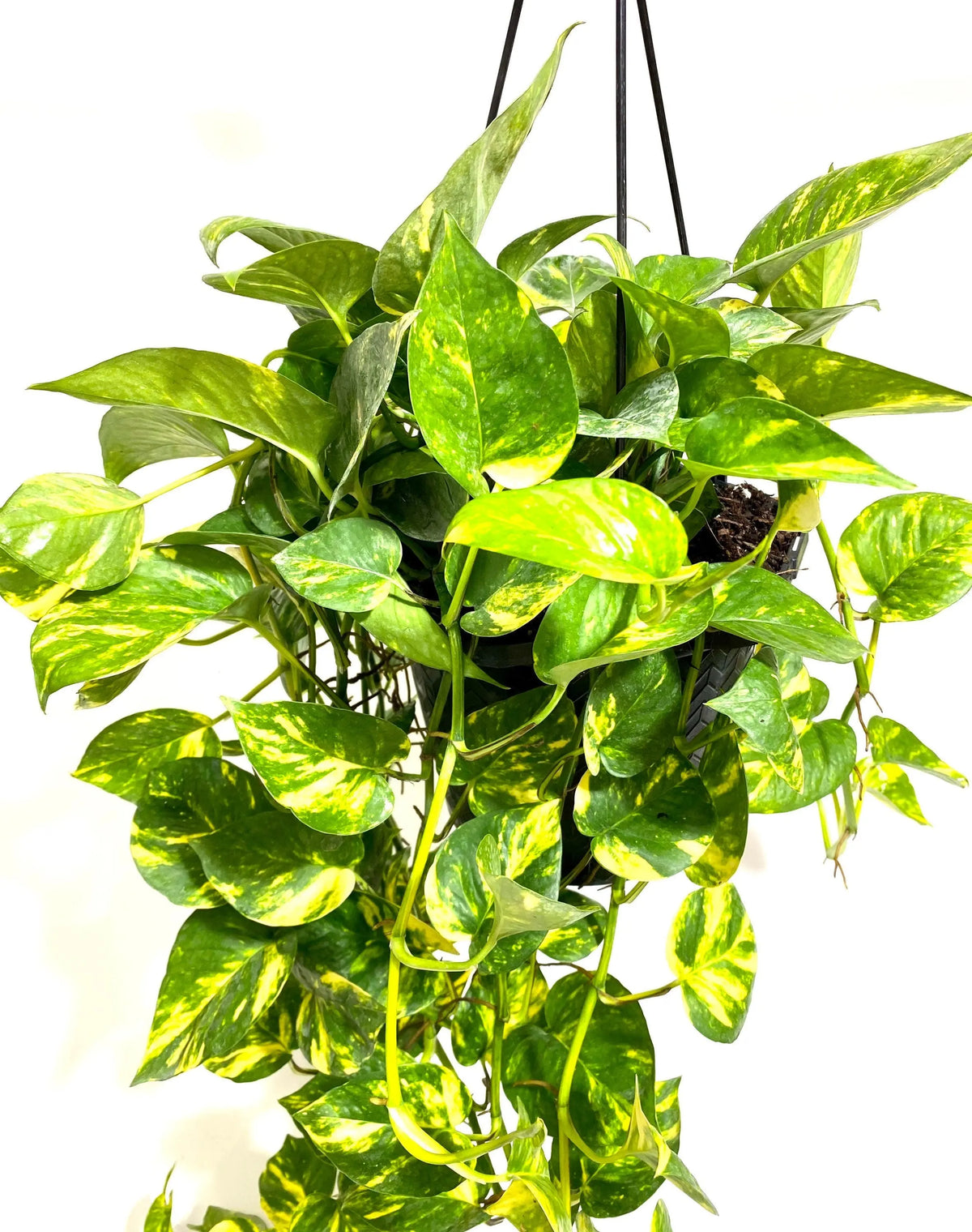 6" HB Pothos Golden