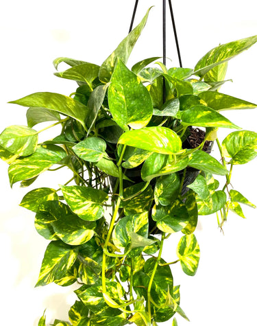 6" HB Pothos Golden