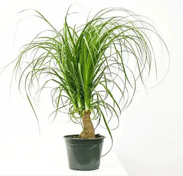 Ponytail Palm | Low-Maintenance 6-Inch Pet-Friendly Houseplant  Ziya Blue