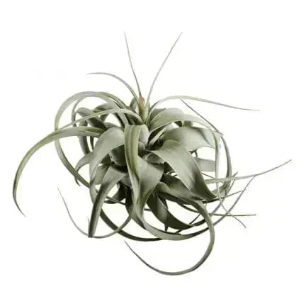 8-Inch Xerographica Air Plant: The Queen of Soil-Free Decor  Ziya Blue