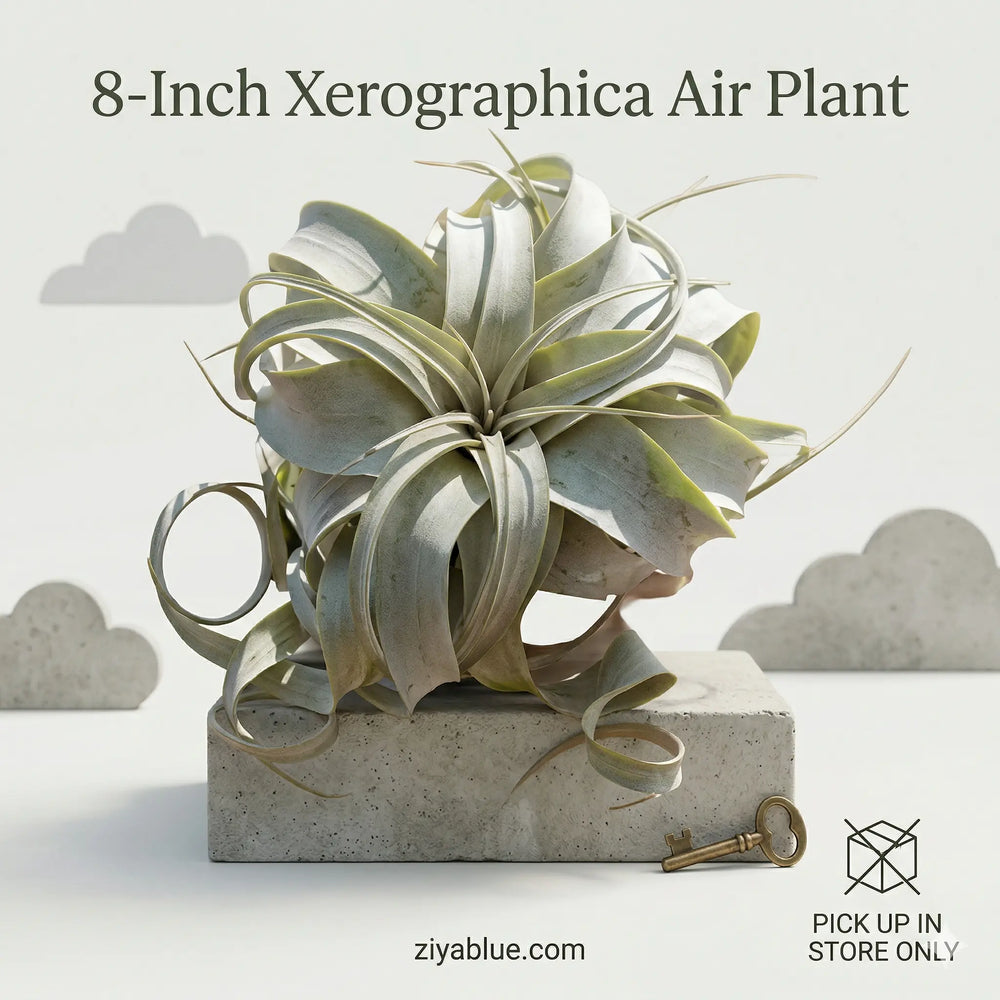 8-Inch Xerographica Air Plant: The Queen of Soil-Free Decor  Ziya Blue