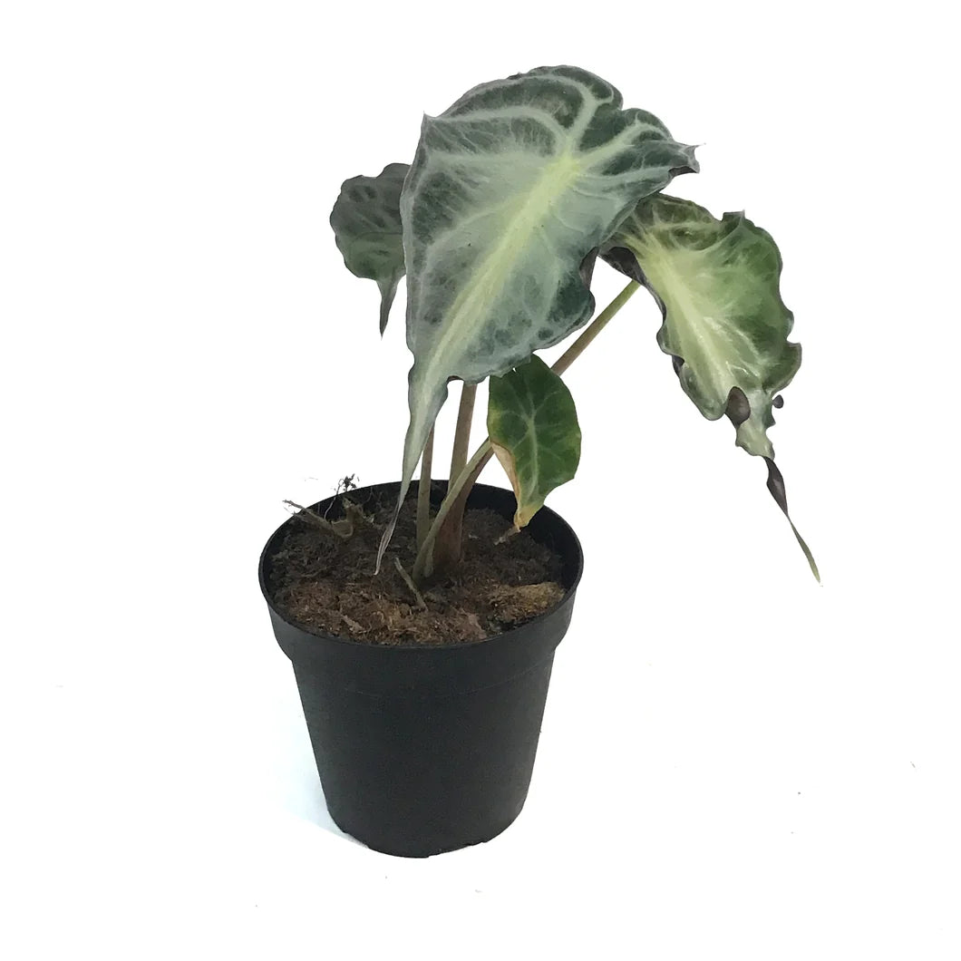 4" Alocasia Venom | Dark & Dramatic Houseplant