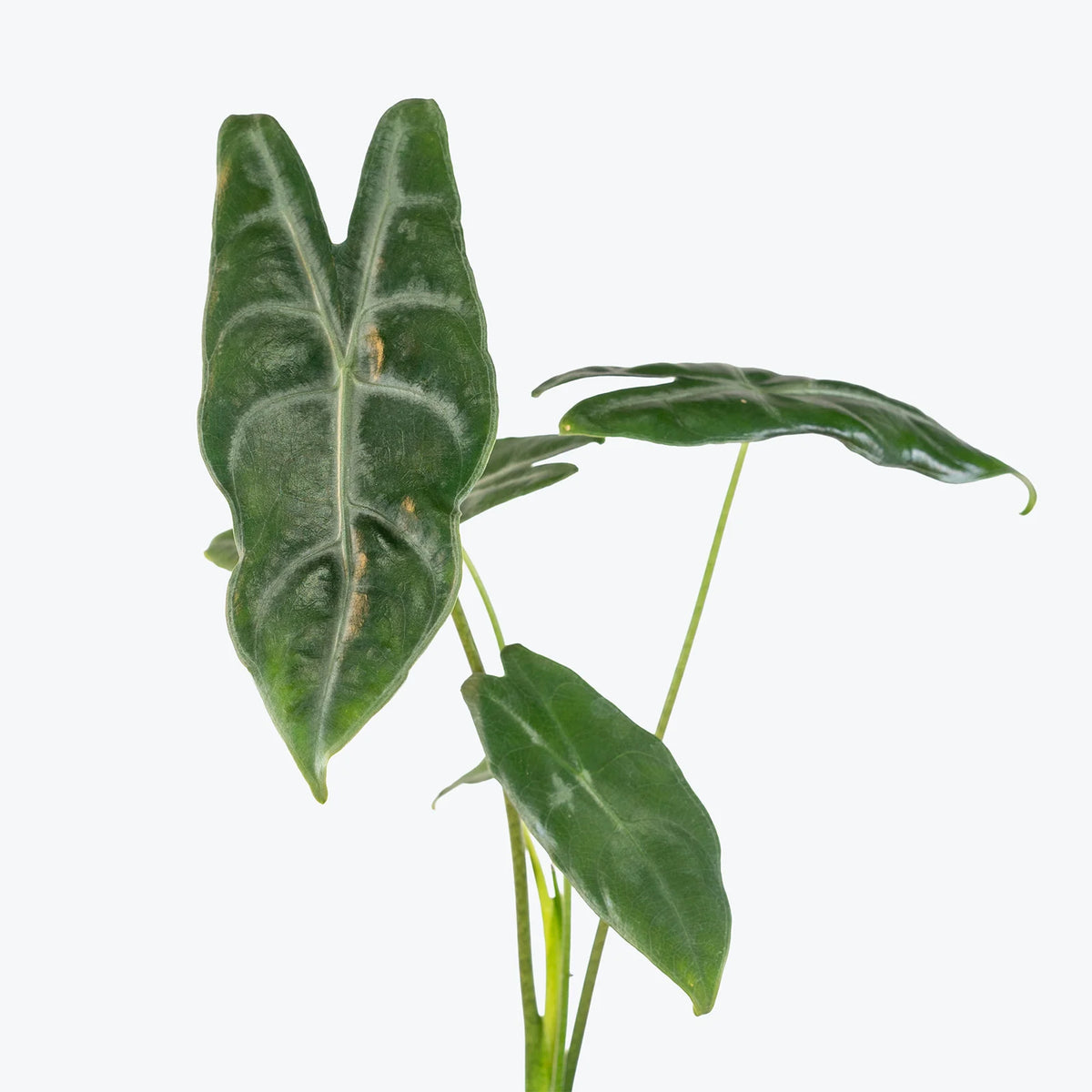 4" Alocasia Longiloba | Dramatic Arrowhead Plant
