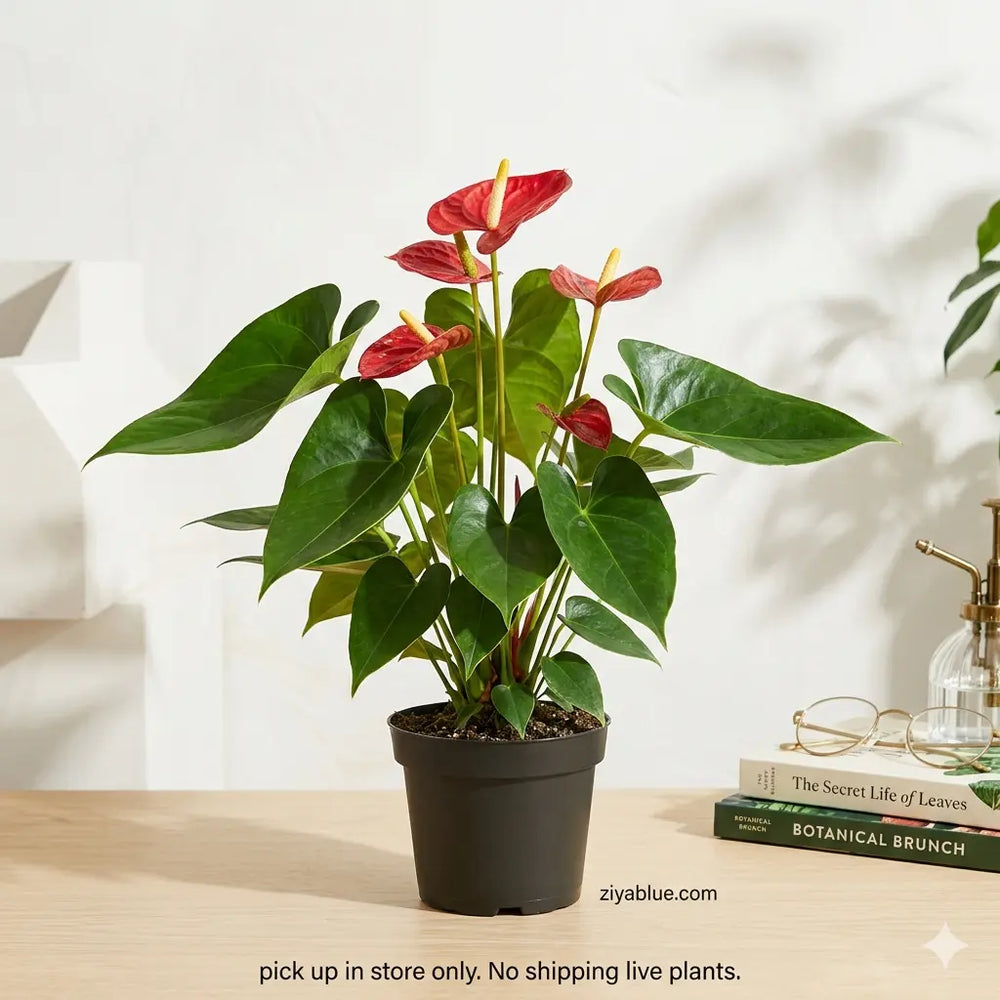 Anthurium Plant: The Heart-on-Your-Sleeve Houseplant  (4") ❤️🌿  Ziya Blue
