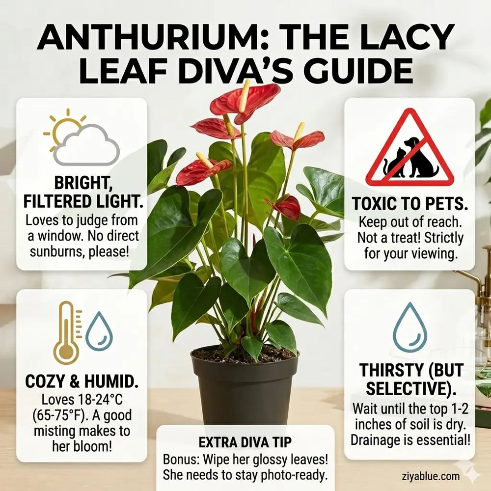 Anthurium Plant: The Heart-on-Your-Sleeve Houseplant  (4") ❤️🌿  Ziya Blue