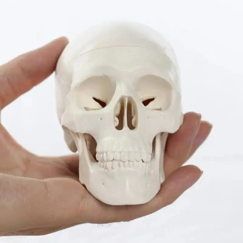 Articulated Mini Human Skull Model 💀 Ziya Blue Ziya Blue