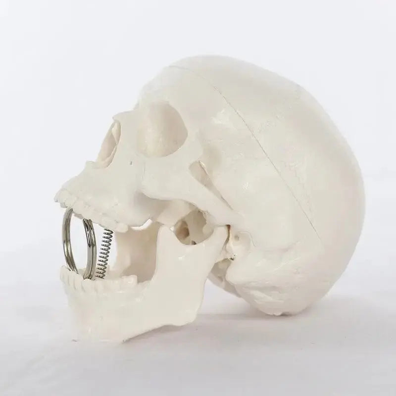 Articulated Mini Human Skull Model 💀 Ziya Blue Ziya Blue