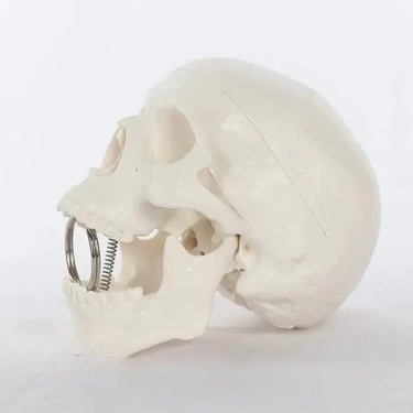 Articulated Mini Human Skull Model 💀 Ziya Blue Ziya Blue