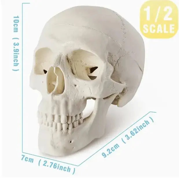 Articulated Mini Human Skull Model 💀 Ziya Blue Ziya Blue