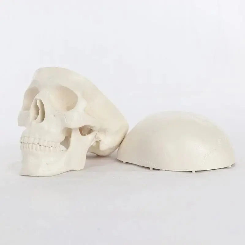 Articulated Mini Human Skull Model 💀 Ziya Blue Ziya Blue
