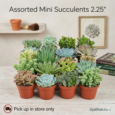 Assorted Mini Succulents 2.25"  Ziya Blue