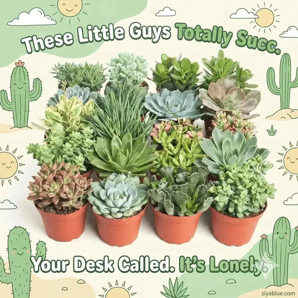 Assorted Mini Succulents 2.25"  Ziya Blue