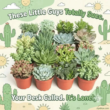 Assorted Mini Succulents 2.25"  Ziya Blue