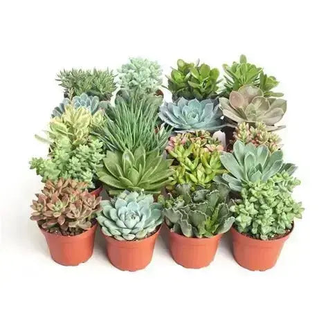 Assorted Mini Succulents 2.25"  Ziya Blue
