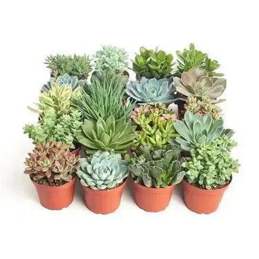 Assorted Mini Succulents 2.25"  Ziya Blue