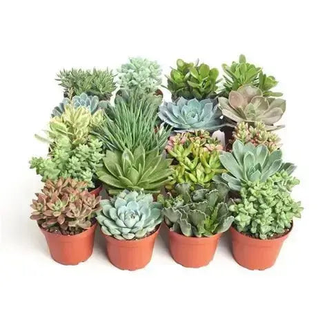 Assorted Mini Succulents 2.25" Floral Dimensions Ziya Blue