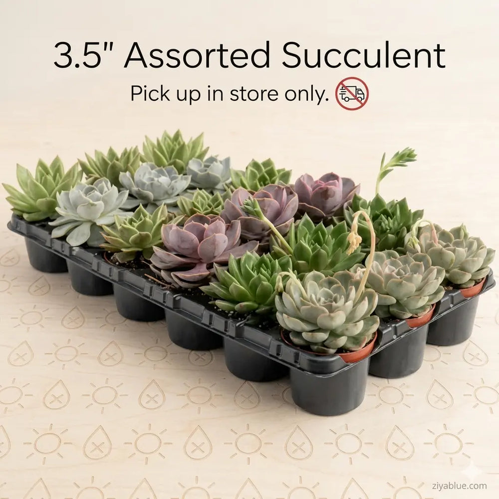Assorted Succulent: The "Low Drama" Desktop Jungle  Ziya Blue