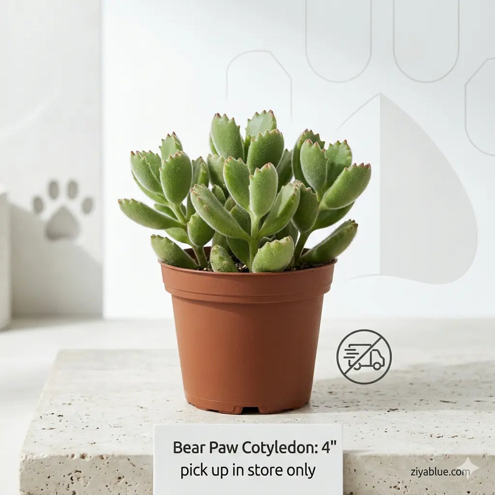Bear Paw Cotyledon: 4" Fuzzy Succulent Plant  Ziya Blue