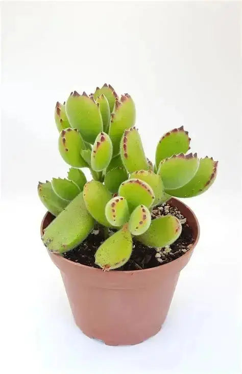 Bear Paw Cotyledon: 4" Fuzzy Succulent Plant  Ziya Blue