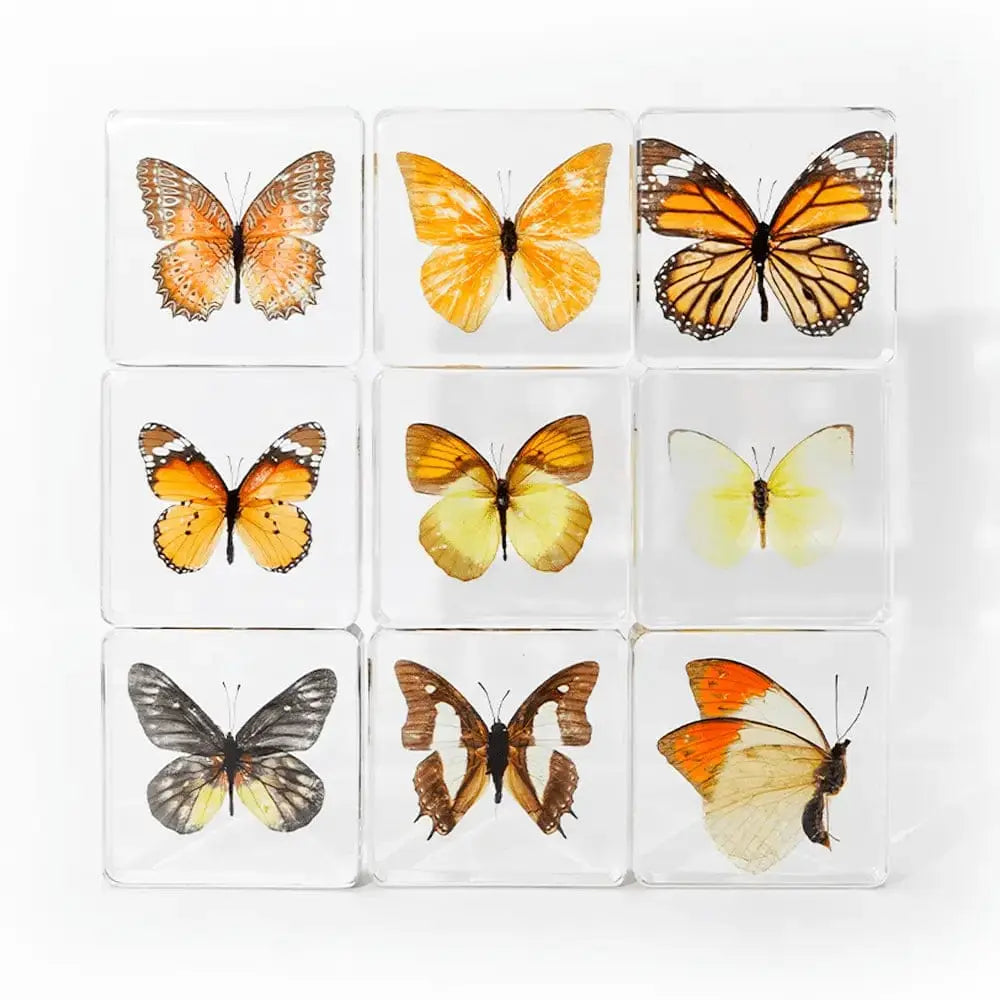 Butterfly Specimen | Real Insect in High-Transparency Resin Ziya Blue Ziya Blue