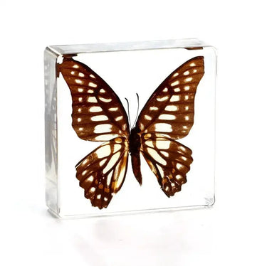Butterfly Specimen | Real Insect in High-Transparency Resin Ziya Blue Ziya Blue