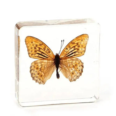 Butterfly Specimen | Real Insect in High-Transparency Resin Ziya Blue Ziya Blue