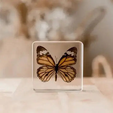 Butterfly Specimen | Real Insect in High-Transparency Resin Ziya Blue Ziya Blue